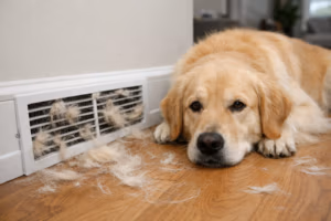 Golden retriever lying next to a floor HVAC vent clogged with dog hair on hardwood floor.