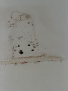 signs of growth due to humidity 